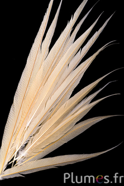 Fagiano dorato - sbiancato - 60-70 cm - crema